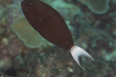 Acanthurus thompsoni