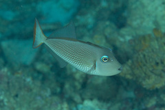 Xanthichthys auromarginatus