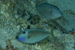 Xanthichthys auromarginatus