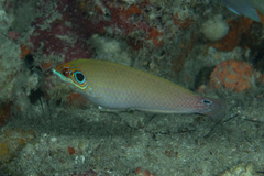 Halichoeres melasmapomus