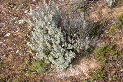 Atriplex vesicaria
