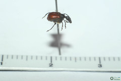 Compsapoderus erythropterus