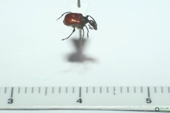 Compsapoderus erythropterus