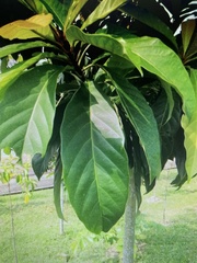 Sterculia monosperma
