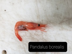 Pandalus borealis