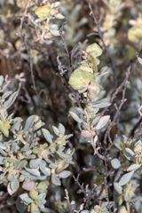 Atriplex vesicaria