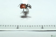 Compsapoderus erythropterus
