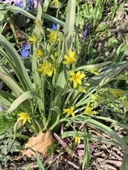 Gagea lutea