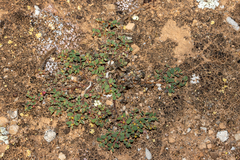 Euphorbia multifaria