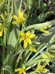 Gagea lutea