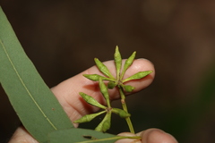 Eucalyptus fibrosa