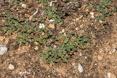 Euphorbia multifaria