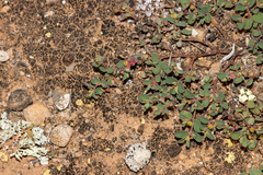 Euphorbia multifaria