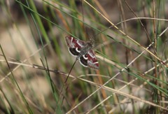 Pyrausta acontialis