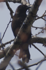 Euphagus
