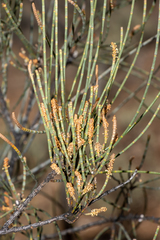 Casuarina pauper