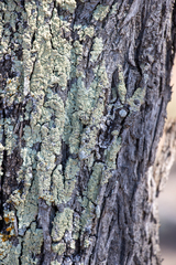 Flavoparmelia soredians