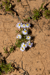 Brachyscome ciliaris ciliaris