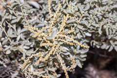 Atriplex vesicaria