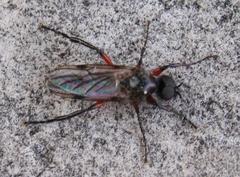 Bibio femoratus