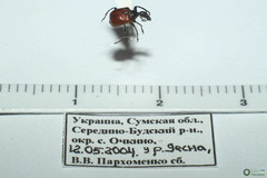 Compsapoderus erythropterus
