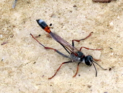 Ammophila rubripes