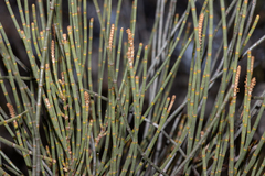Casuarina pauper