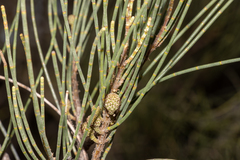 Casuarina pauper