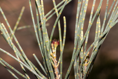 Casuarina pauper
