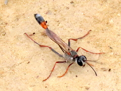 Ammophila rubripes