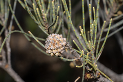 Casuarina pauper