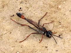 Ammophila rubripes