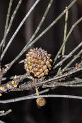 Casuarina pauper