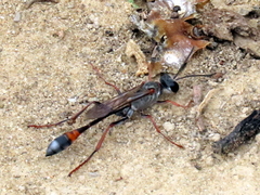Ammophila rubripes
