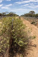 Solanum orbiculatum orbiculatum