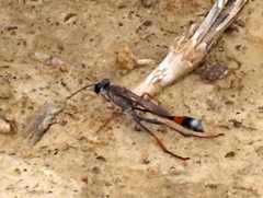 Ammophila rubripes