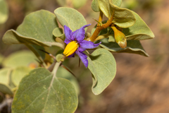 Solanum orbiculatum orbiculatum