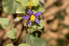 Solanum orbiculatum orbiculatum