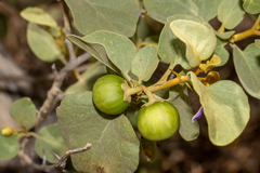 Solanum orbiculatum orbiculatum