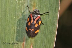 Isozulia christenseni