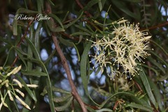 Tripodanthus flagellaris