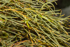 Acacia papyrocarpa