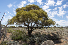 Acacia papyrocarpa