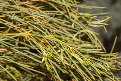 Acacia papyrocarpa