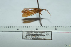 Limnephilus auricula