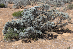 Cratystylis conocephala