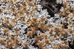 Cratystylis conocephala