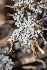 Cratystylis conocephala
