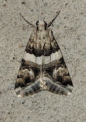 Drasteria mirifica