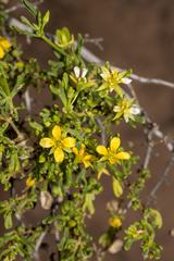 Roepera aurantiaca aurantiaca